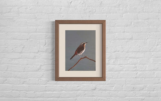 Acrylic painting of a Butcherbird